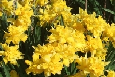 double_daffodils.jpg